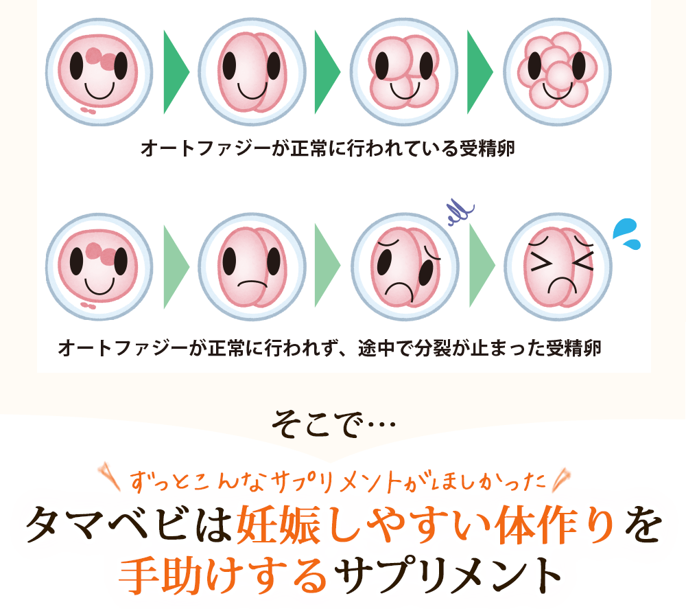 タマベビ
